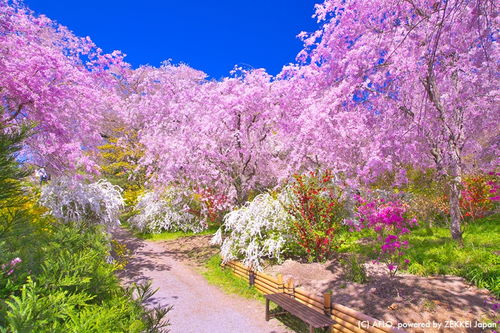 日本旅游 樱花