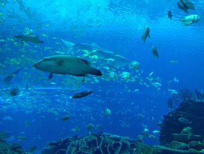 海底世界奇妙
