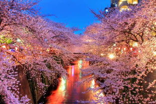 日本赏樱最佳地点大公开！掌握拍摄技巧，定格你的美丽瞬间！