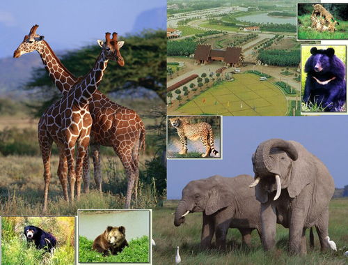 非洲野生动物园危险吗？