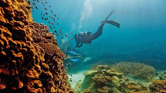 大堡礁海洋公园：自然的奇迹与生命的摇篮