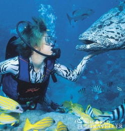 大堡礁的海底世界探险，大堡礁海底世界探险之旅