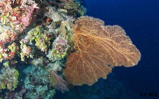 大堡礁的海底世界探险，大堡礁海底世界的探险之旅