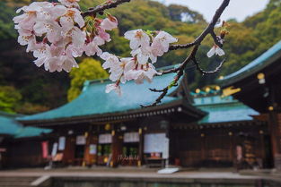 日本樱花旅游的吸引力