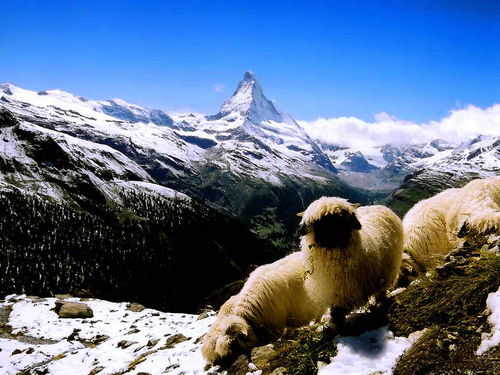 瑞士阿尔卑斯山旅游