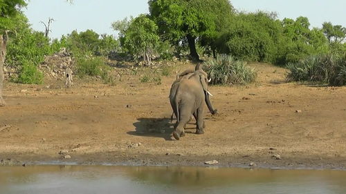 非洲大草原动物世界纪录片