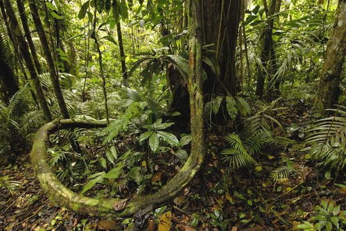 亚马逊雨林生存