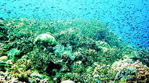 世界上最大的珊瑚礁区在哪个大洲