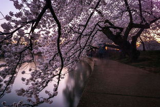 日本樱花景区