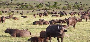 非洲大草原常见动物