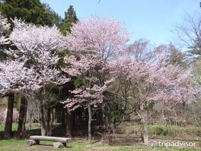 日本樱花最佳观赏地