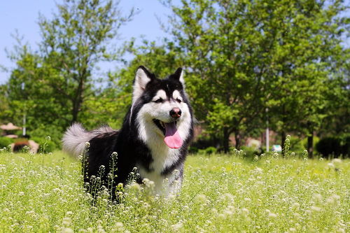 阿拉斯加雪橇犬是大型犬吗