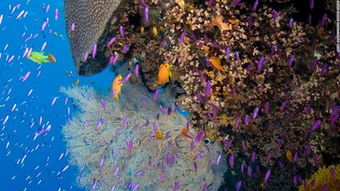 世界最大的珊瑚礁是澳大利亚的