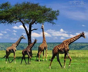 南非国家野生动物保护区