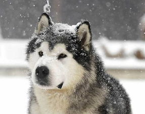 阿拉斯加犬雪橇多少钱一只啊