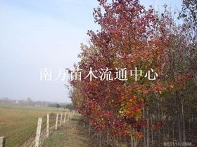 北美红枫木有什么优缺点