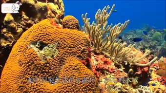 世界最大的珊瑚礁群是哪里