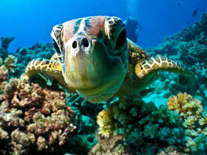 澳大利亚大堡礁属于什么岛